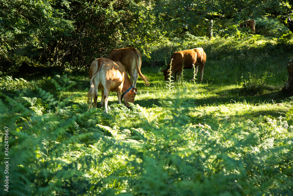Naturaleza por el Parque de Gorbea, Araba Alava Naturaleza por el Parque de Gorbea, Araba Alava