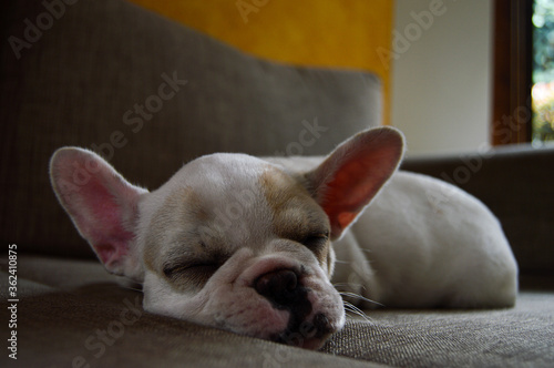 french bulldog puppy taking a nap