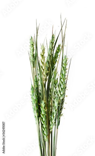 Green wheat isolated on a white background.