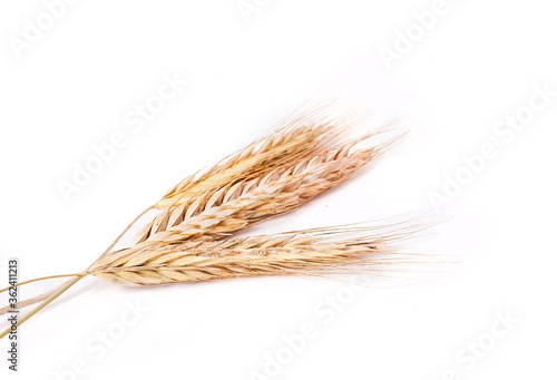 Wheat isolated on a white background.