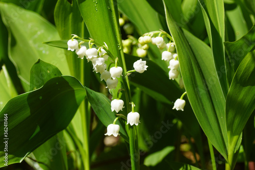 Lily of the valley (Convallaria majalis) with sweetly scented, pendent, bell-shaped white flowers in a Dutch garden. Amaryllis family Amaryllidaceae. Spring, Bergen, Netherlands, April 27, 2020.  photo