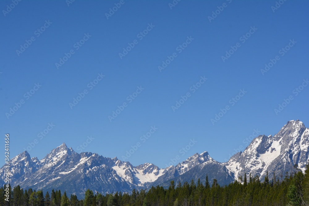 Tetons Range framed by green pine tree line and expansive blue sky