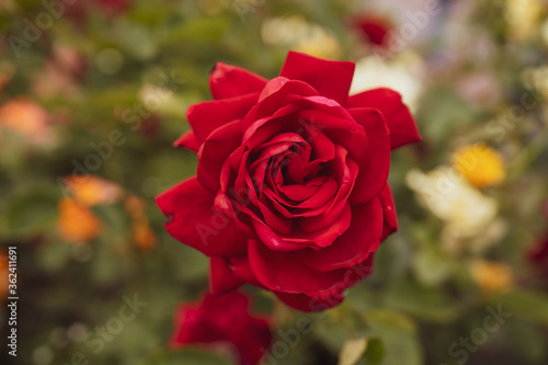 red rose flower macro photo on blurred background