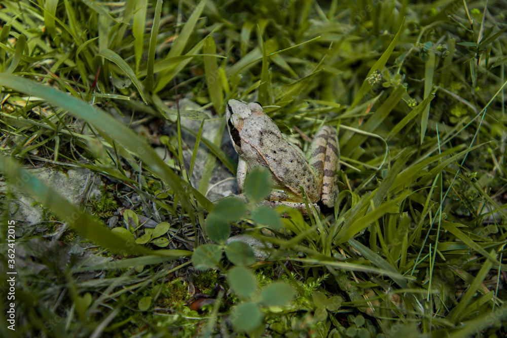 Paseo por la Naturaleza de acceso al Nervion