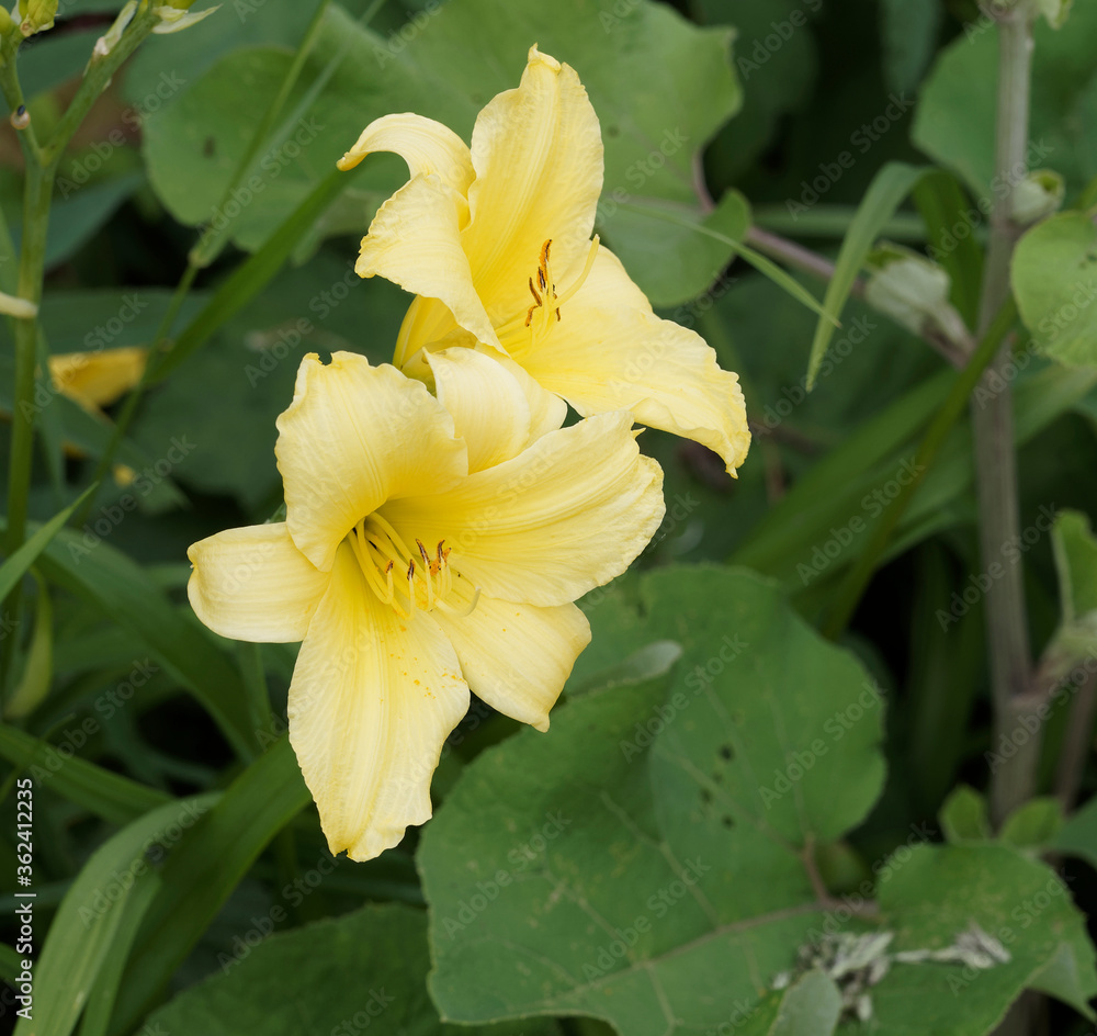 Fototapeta premium Hemerocallis ou hémérocalles jaune citron à floraison abondante et lumineuse en étoile en haut de de hampes ramifiées