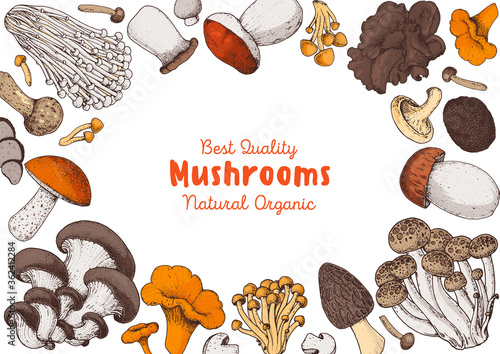 Edible mushrooms hand drawn. Vector illustrations collection. Hand drawn food. Vintage mushrooms. Organic food. Forest mushrooms. Vintage mushrooms background. Healthy food illustration. Colorful set.
