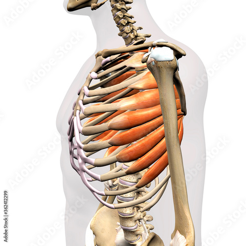 Male Anterior Serratus Muscles Isolated on Rib Cage Human Anatomy on White Background photo