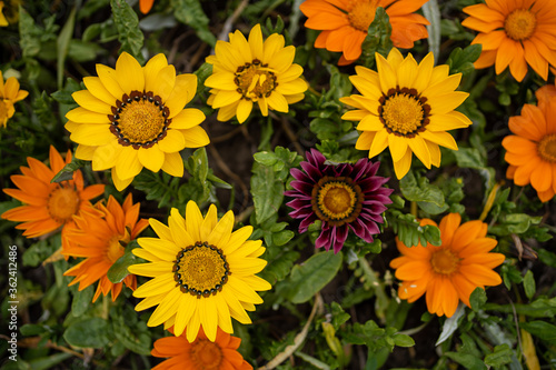 yellow flowers in the garden