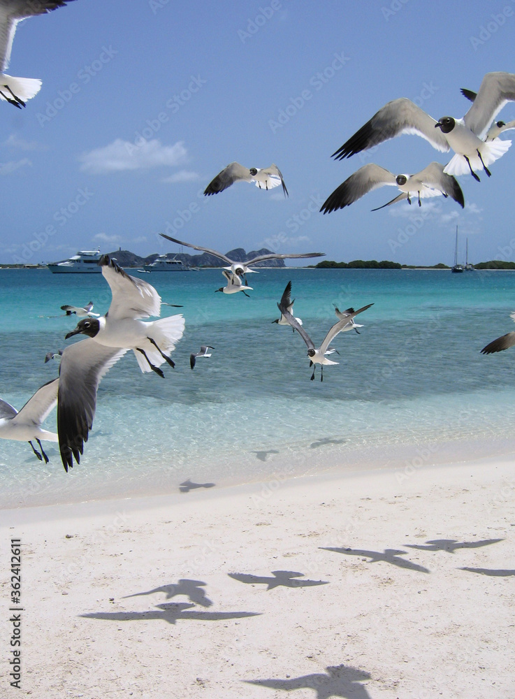 Fototapeta premium Gaviotas volando sobre playa de arena blanca caribeña. Los Roques.Venezuela.