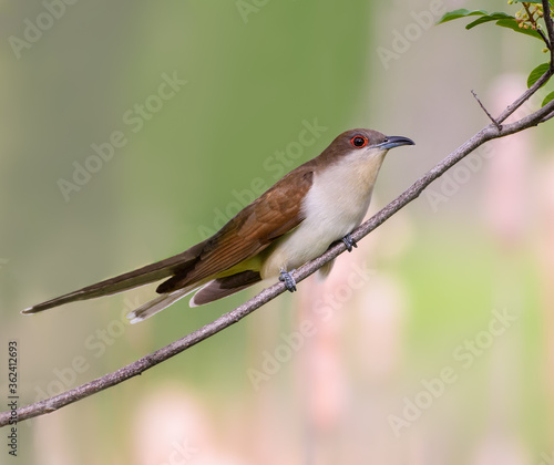 Black-billed Cuckoo Perched on Tree Branch photo
