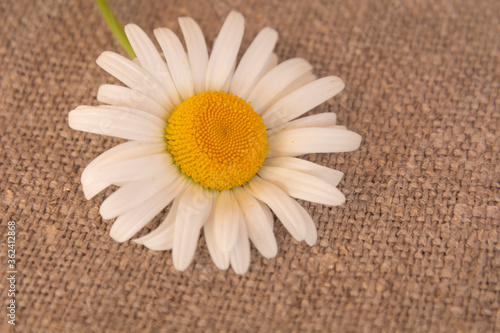 chamomile on burlap background, texture of coarse natural fabric