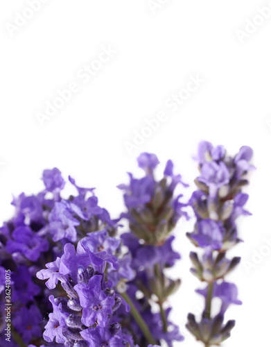Bouquet of lavender flowers isolated on a white background.