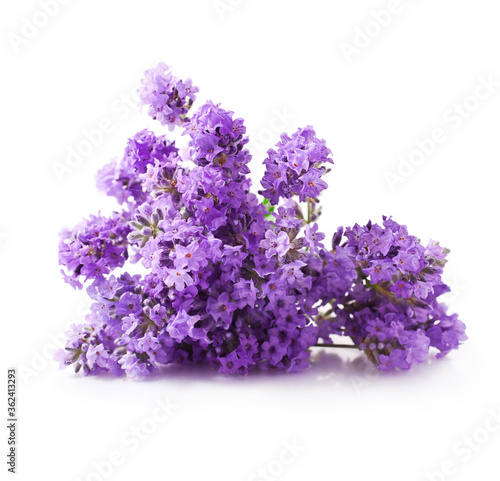 Bouquet of lavender flowers isolated on a white background.