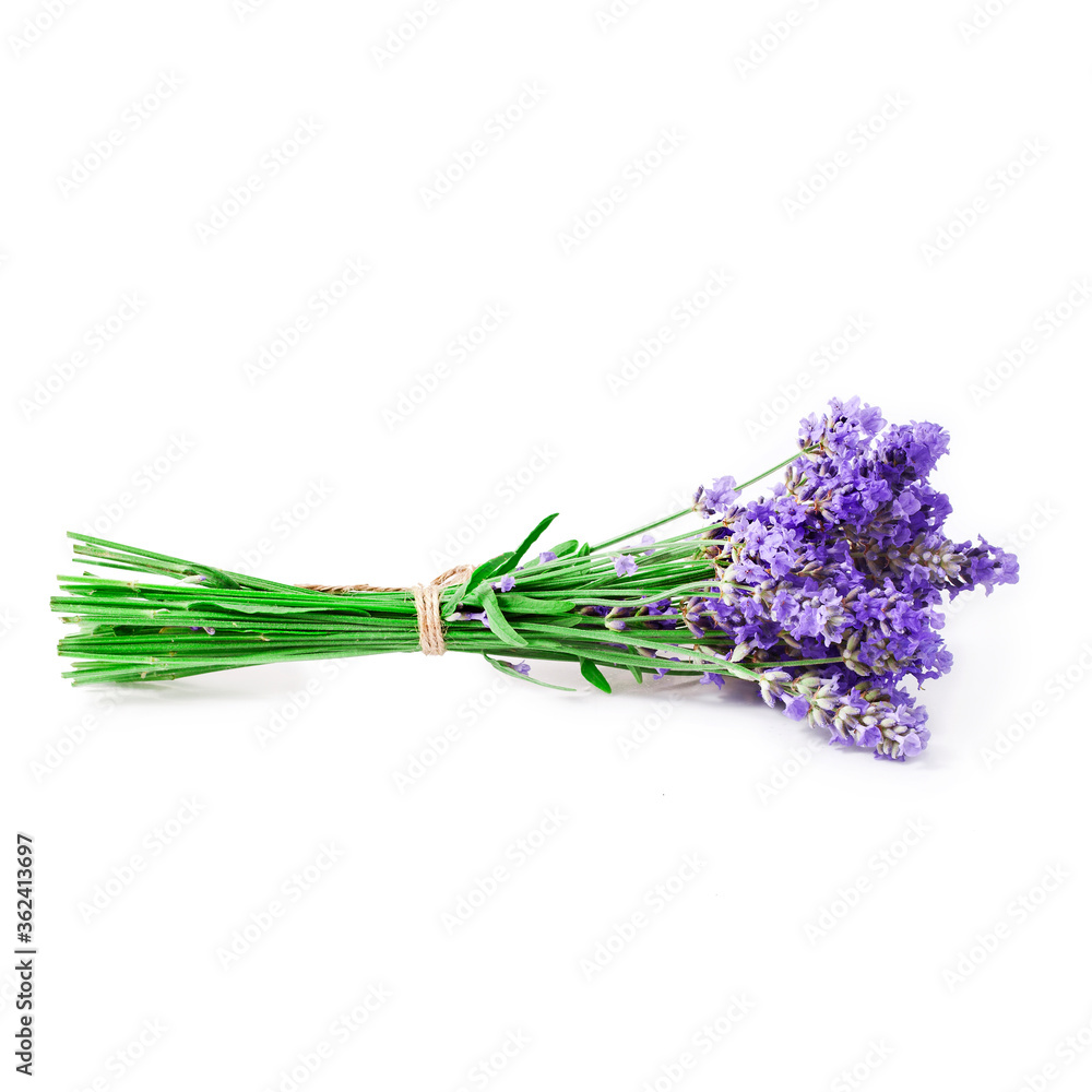 Fototapeta premium Bouquet of lavender flowers isolated on a white background.