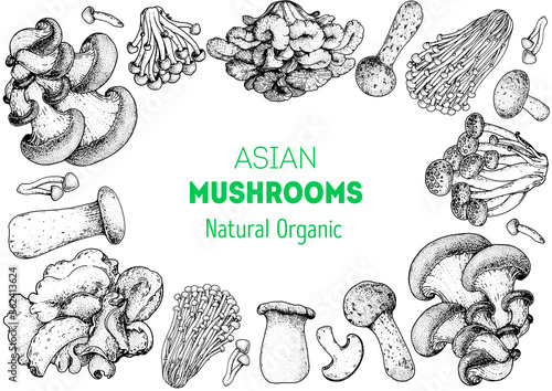 Asian mushrooms sketch set. Edible mushrooms hand drawn . Vector illustrations collection. Hand drawn food. Vintage mushrooms . Organic food. Forest mushrooms. Healthy food illustration.