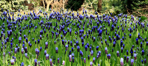 purple flower field in Bokrijk, Belgium