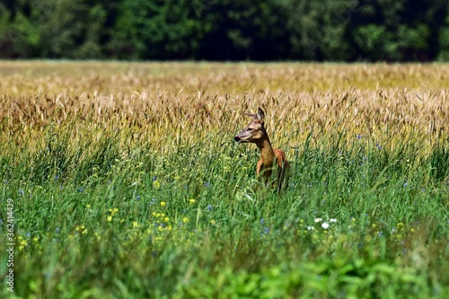 Fototapeta Naklejka Na Ścianę i Meble -  Dzika natura-sarna