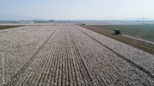 Wallpaper Mural Aerial image of a vast Cotton field showing Torontodigital.ca
