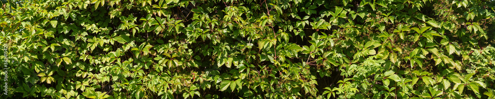 Green foliage of parthenocissus in the garden. Green foliage of parthenocissus in the garden.