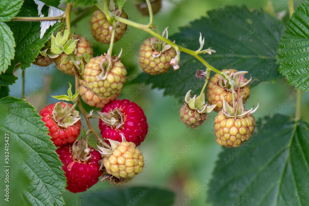 Raspberry bush in the garden Raspberry bush in the garden