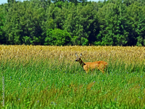 Fototapeta Naklejka Na Ścianę i Meble -  Dzika natura-sarna