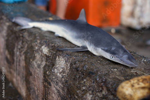 Baby Sharks for sale in Traditional Seafood market