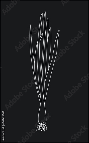 Sprouting onion isolated on black background. Lined vector illustration