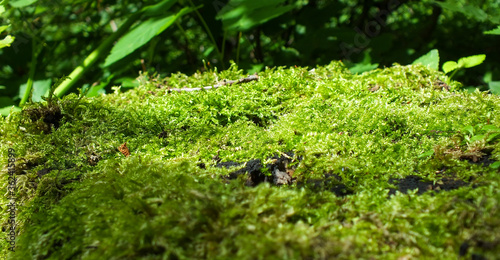 Bright green moss bed on tree stump in the forest
