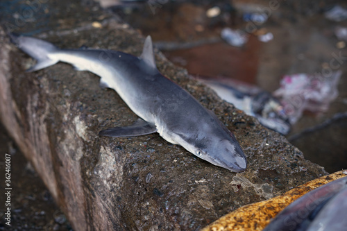 Baby Sharks for sale in Traditional Seafood market