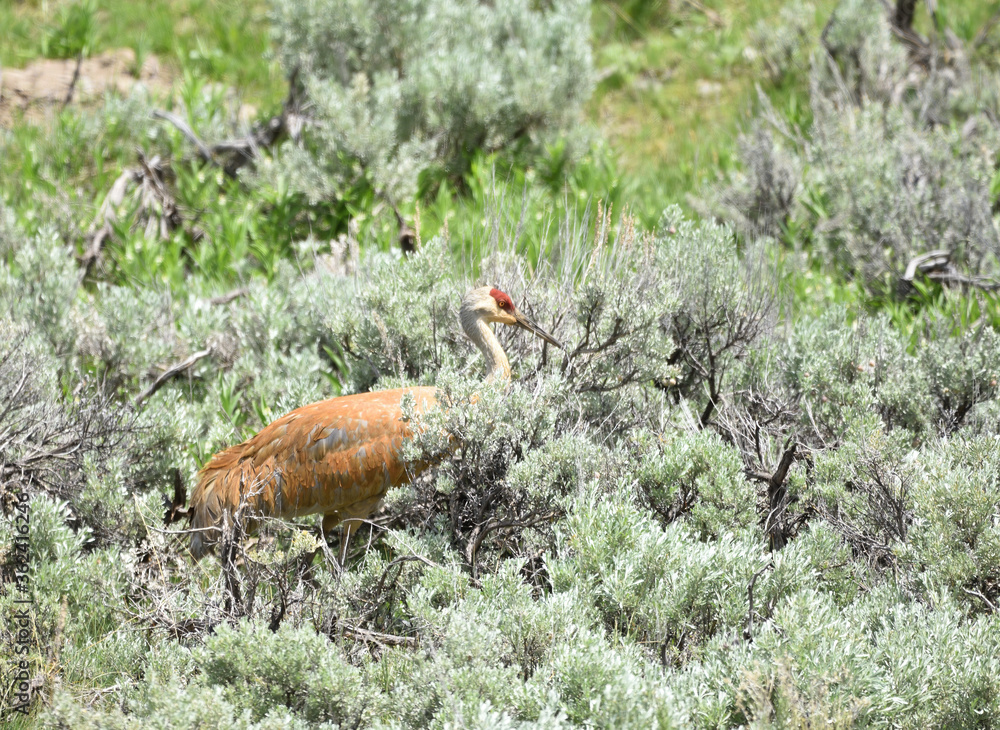 Obraz premium sandhill in the sage 