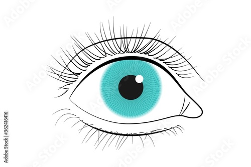 Human eye icon. Black line vector eye illustration isolated on white background.