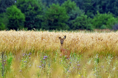 Fototapeta Naklejka Na Ścianę i Meble -  Dzika natura-sarna