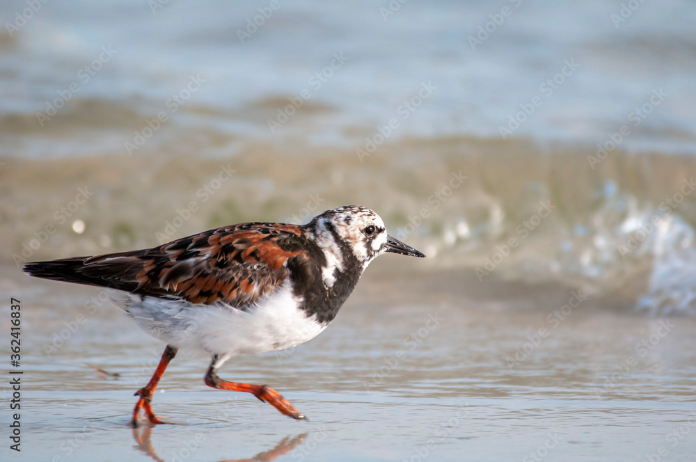 rudy turnstone rudy turnstone