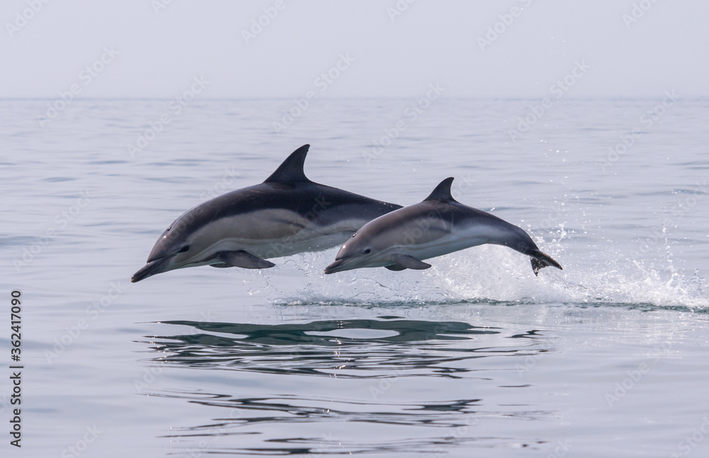 Fototapeta premium Common Dolphin