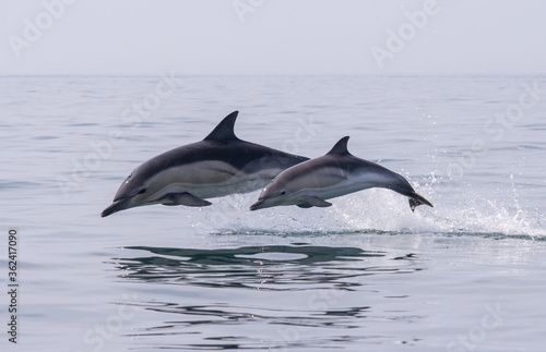 Common Dolphin © Tim