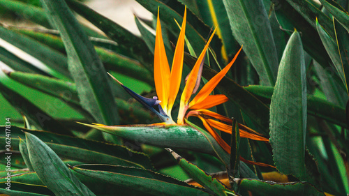 Closeup of bird of paradise flower photo