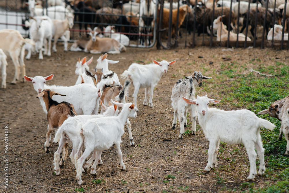 Grazing a herd of goats and sheep in the open air on the ranch. Cattle ...