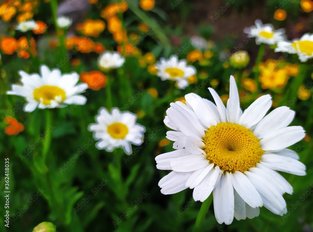 Daisies in a garden. White european daisy. Chamomile close-up.