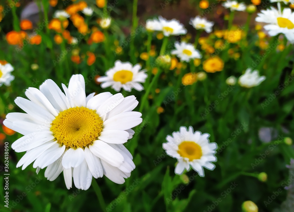 Daisies in the grass. Daisies summer flowers. Summer time. Daisies in the grass. Daisies summer flowers. Summer time.