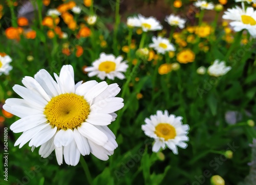 Daisies in the grass. Daisies summer flowers. Summer time. 