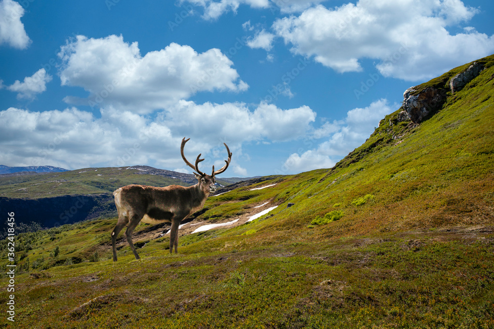 Reindeer on the mountain Seterfjellet in Velfjord, Northern Norway