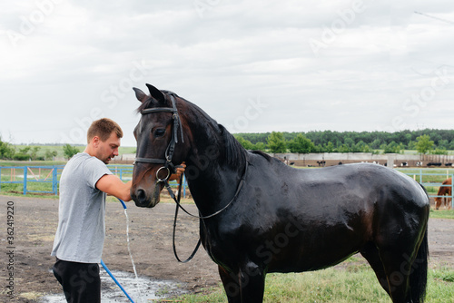 A young man washes a thoroughbred horse with a hose on a summer day at the ranch. Animal husbandry, and horse breeding © Andrii