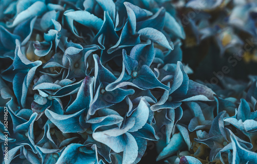 Blooming blue hydrangea close-up. Eeconnecting with nature. Cottagecore aesthetics. Vertical format photo