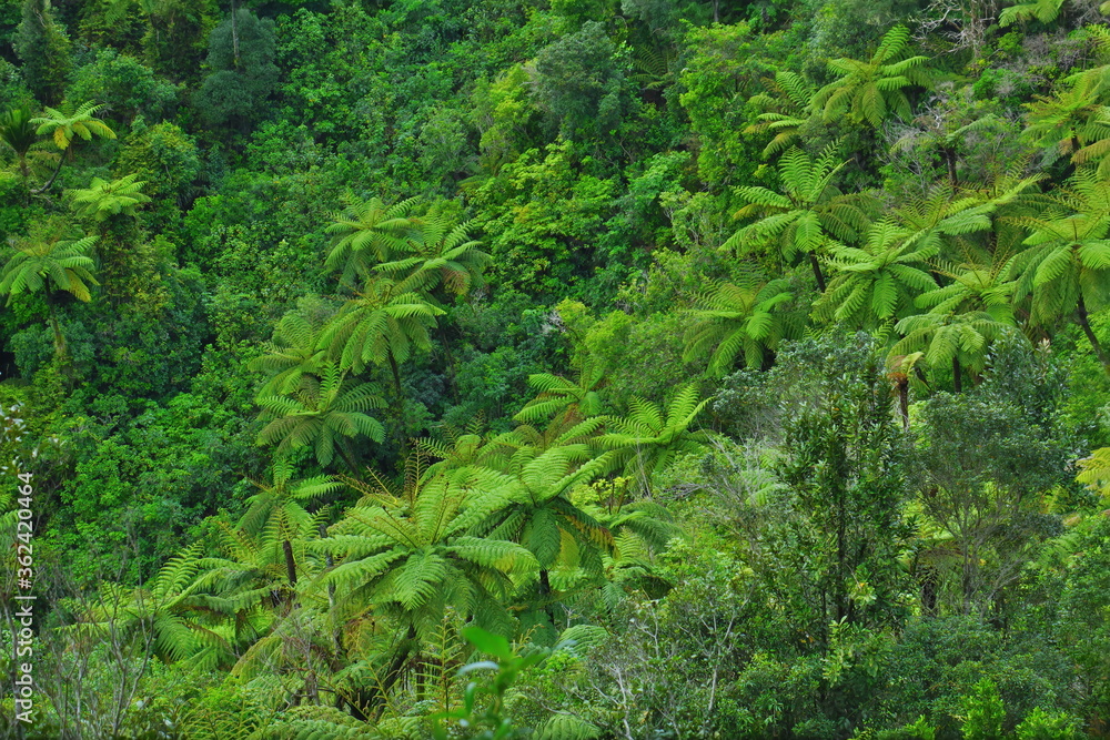 Farntree Forest New Zealand North Island Coromandel Farntree Forest New Zealand North Island Coromandel