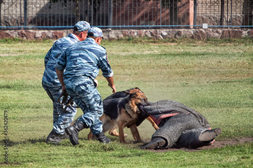 German shepherd dogs biting an instructor at training.