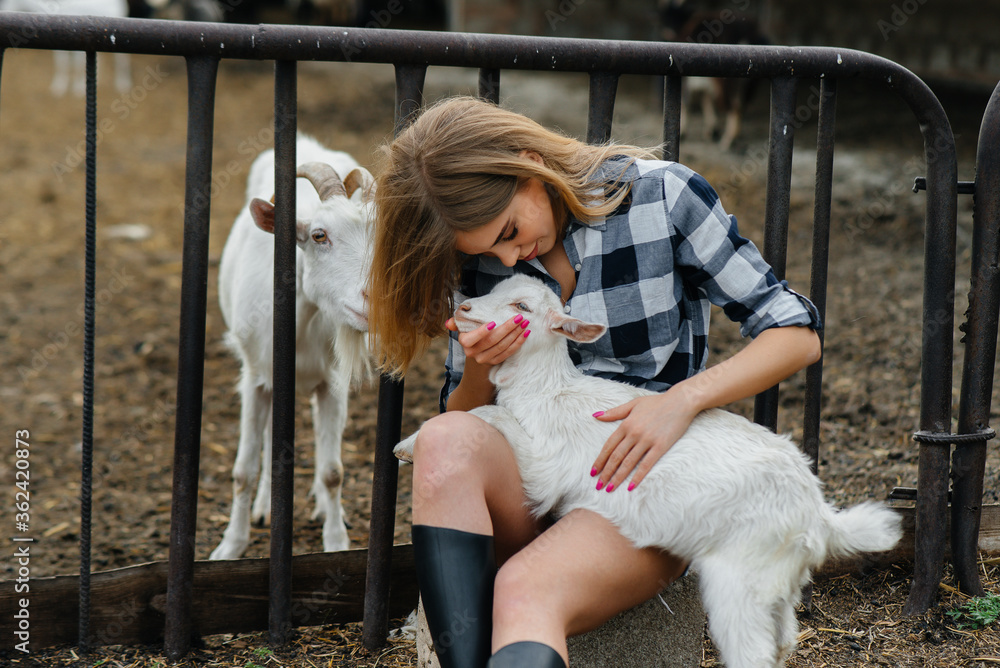 A young pretty girl poses on a ranch with goats and other animals. Agriculture, livestock breeding A young pretty girl poses on a ranch with goats and other animals. Agriculture, livestock breeding