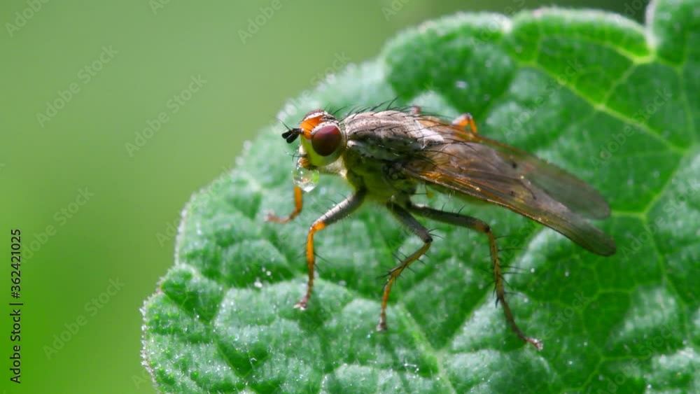 Close Up movie - Fly on a leaf. Close Up movie - Fly on a leaf.