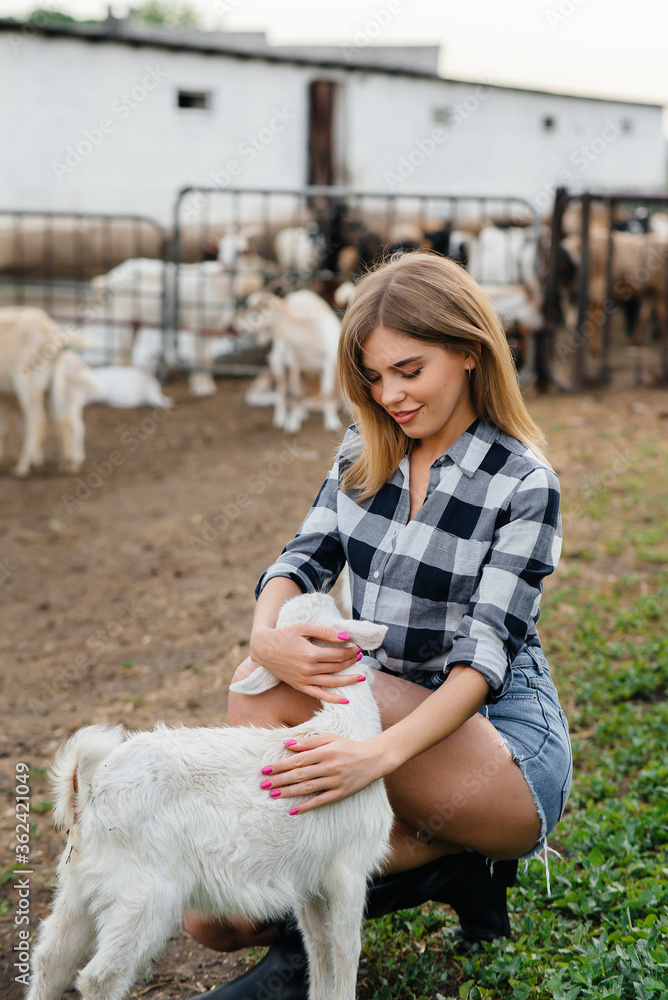 A young pretty girl poses on a ranch with goats and other animals. Agriculture, livestock breeding A young pretty girl poses on a ranch with goats and other animals. Agriculture, livestock breeding