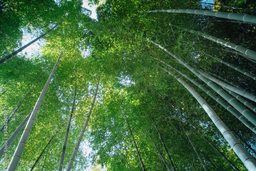 Fototapeta premium Bamboo Forest at Kodaiji Temple (Kodai-ji) in Kyoto, Japan.