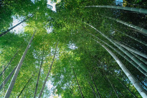 Bamboo Forest at Kodaiji Temple (Kodai-ji) in Kyoto, Japan.